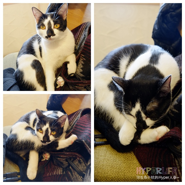 台中西區Cafe CoroCoro – 有個性萌貓當家+愛貓日本老闆的日系洋食咖啡館(Closed) @強生與小吠的Hyper人蔘~ 台中咖啡Cafe CoroCoro (55)