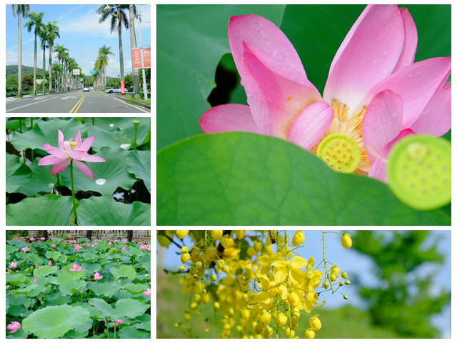 爆圖!最佳花況就是現在~2015南投中興新村荷花&黃金雨阿勃勒好美啊! @強生與小吠的Hyper人蔘~ NeoImage_副本