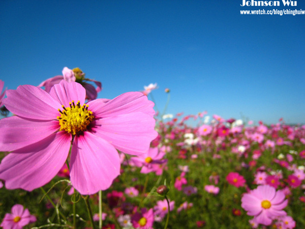 Canon 850is 眼花撩亂之 – 台中新社花海節 @強生與小吠的Hyper人蔘~ Canon 850is 眼花撩亂之 – 台中新社花海節