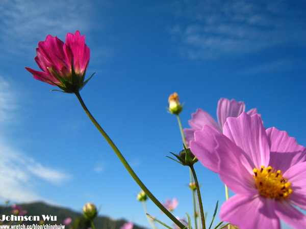 Canon 850is 眼花撩亂之 – 台中新社花海節 @強生與小吠的Hyper人蔘~ Canon 850is 眼花撩亂之 – 台中新社花海節