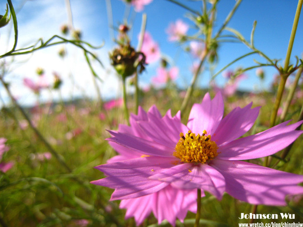 Canon 850is 眼花撩亂之 – 台中新社花海節 @強生與小吠的Hyper人蔘~ Canon 850is 眼花撩亂之 – 台中新社花海節