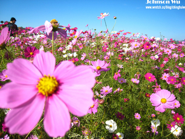 Canon 850is 眼花撩亂之 – 台中新社花海節 @強生與小吠的Hyper人蔘~ Canon 850is 眼花撩亂之 – 台中新社花海節