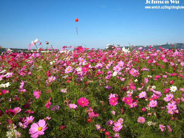 Canon 850is 眼花撩亂之 – 台中新社花海節 @強生與小吠的Hyper人蔘~ Canon 850is 眼花撩亂之 – 台中新社花海節