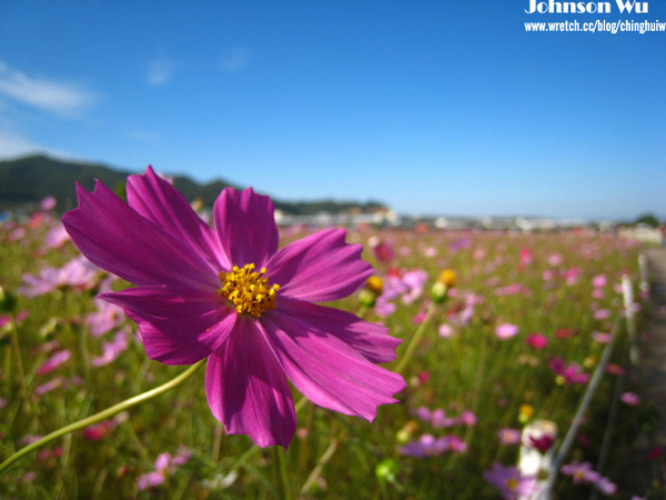 Canon 850is 眼花撩亂之 – 台中新社花海節 @強生與小吠的Hyper人蔘~ Canon 850is 眼花撩亂之 – 台中新社花海節