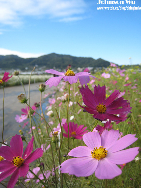 Canon 850is 眼花撩亂之 – 台中新社花海節 @強生與小吠的Hyper人蔘~ Canon 850is 眼花撩亂之 – 台中新社花海節