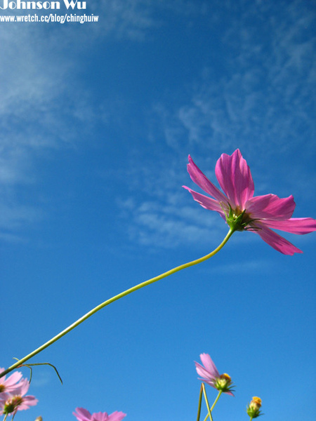 Canon 850is 眼花撩亂之 – 台中新社花海節 @強生與小吠的Hyper人蔘~ Canon 850is 眼花撩亂之 – 台中新社花海節