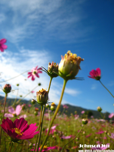 Canon 850is 眼花撩亂之 – 台中新社花海節 @強生與小吠的Hyper人蔘~ Canon 850is 眼花撩亂之 – 台中新社花海節