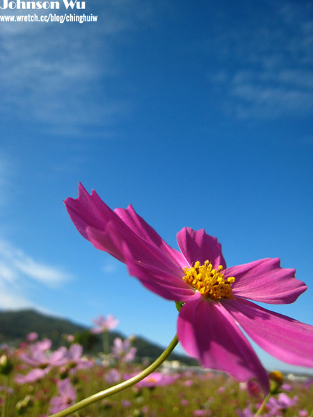 Canon 850is 眼花撩亂之 – 台中新社花海節 @強生與小吠的Hyper人蔘~ Canon 850is 眼花撩亂之 – 台中新社花海節