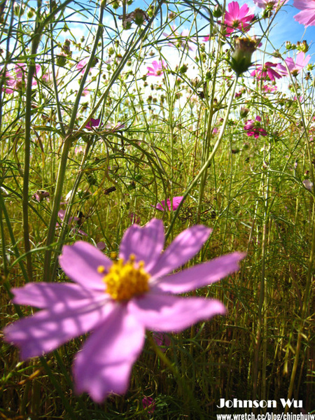 Canon 850is 眼花撩亂之 – 台中新社花海節 @強生與小吠的Hyper人蔘~ Canon 850is 眼花撩亂之 – 台中新社花海節