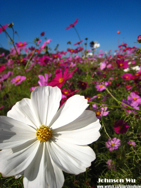 Canon 850is 眼花撩亂之 – 台中新社花海節 @強生與小吠的Hyper人蔘~ Canon 850is 眼花撩亂之 – 台中新社花海節
