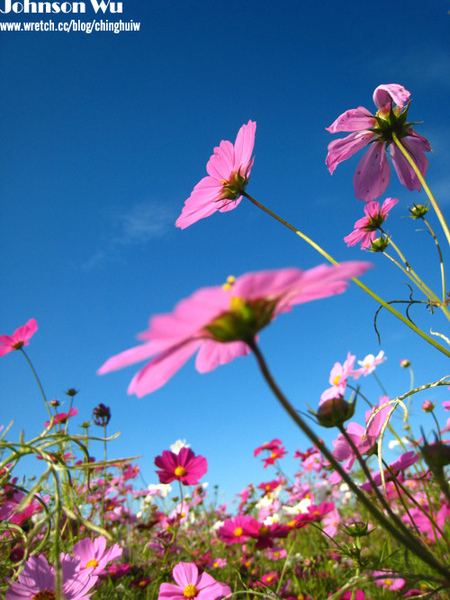 Canon 850is 眼花撩亂之 – 台中新社花海節 @強生與小吠的Hyper人蔘~ Canon 850is 眼花撩亂之 – 台中新社花海節