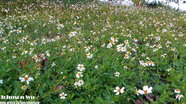 LX3 – 台中都會公園 @強生與小吠的Hyper人蔘~ LX3 – 台中都會公園