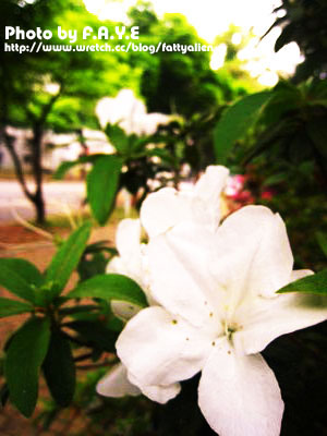 NCHU。隨走隨拍 @強生與小吠的Hyper人蔘~ NCHU。隨走隨拍