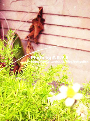 NCHU。隨走隨拍 @強生與小吠的Hyper人蔘~ NCHU。隨走隨拍