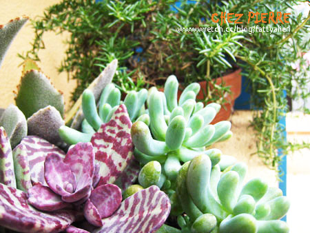 精緻美味→皮耶小館‧CHEZ PIERRE @強生與小吠的Hyper人蔘~ 精緻美味→皮耶小館‧CHEZ PIERRE