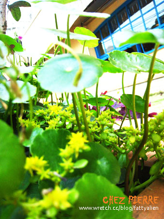 精緻美味→皮耶小館‧CHEZ PIERRE @強生與小吠的Hyper人蔘~ 精緻美味→皮耶小館‧CHEZ PIERRE