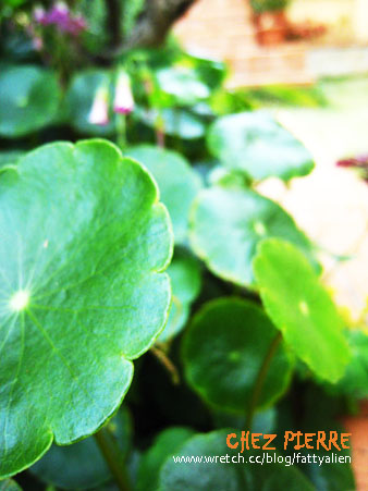 精緻美味→皮耶小館‧CHEZ PIERRE @強生與小吠的Hyper人蔘~ 精緻美味→皮耶小館‧CHEZ PIERRE