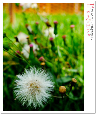 四月天,東海炙熱走拍。 @強生與小吠的Hyper人蔘~ 四月天,東海炙熱走拍。