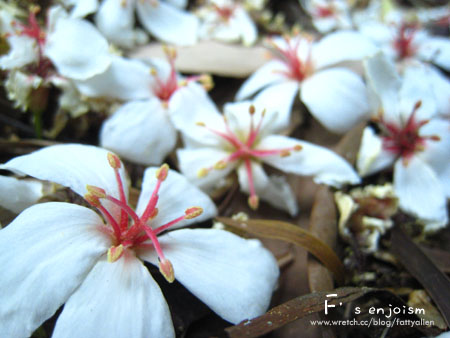 苗栗天空之城。難以兼顧的現實與夢想 @強生與小吠的Hyper人蔘~ 苗栗天空之城。難以兼顧的現實與夢想