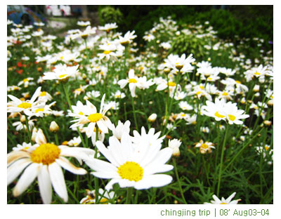 放一個腦袋空空行。 @強生與小吠的Hyper人蔘~ 放一個腦袋空空行。