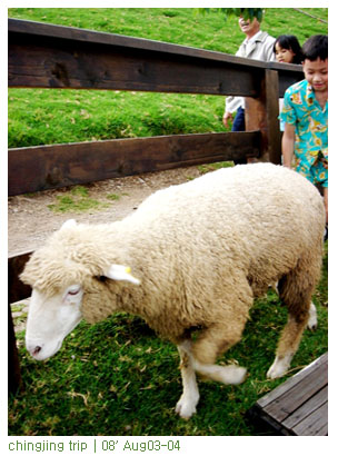 放一個腦袋空空行。 @強生與小吠的Hyper人蔘~ 放一個腦袋空空行。