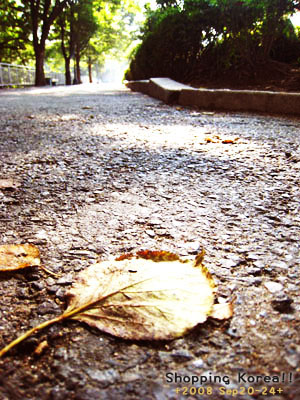 瞎拼Korea! +2008秋遊韓國+ Day2 @強生與小吠的Hyper人蔘~ 瞎拼Korea! +2008秋遊韓國+ Day2