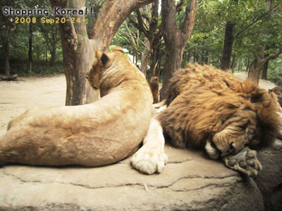 瞎拼Korea! +2008秋遊韓國+ Day3 @強生與小吠的Hyper人蔘~ 瞎拼Korea! +2008秋遊韓國+ Day3