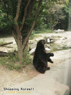 瞎拼Korea! +2008秋遊韓國+ Day3 @強生與小吠的Hyper人蔘~ 瞎拼Korea! +2008秋遊韓國+ Day3