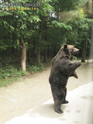 瞎拼Korea! +2008秋遊韓國+ Day3 @強生與小吠的Hyper人蔘~ 瞎拼Korea! +2008秋遊韓國+ Day3