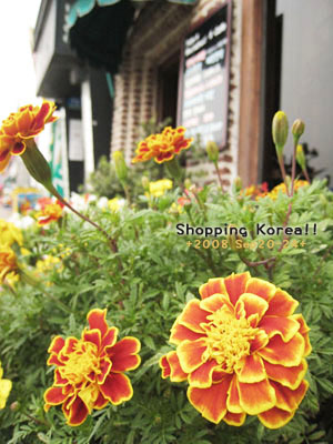 瞎拼Korea! +2008秋遊韓國+ Day5 @強生與小吠的Hyper人蔘~ 瞎拼Korea! +2008秋遊韓國+ Day5