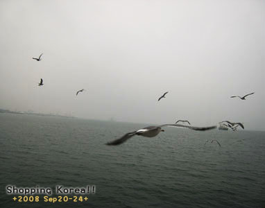 瞎拼Korea! +2008秋遊韓國+ Day5 @強生與小吠的Hyper人蔘~ 瞎拼Korea! +2008秋遊韓國+ Day5