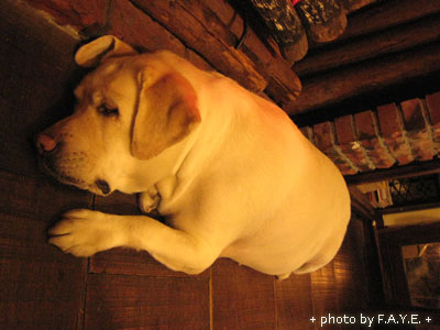 【鄉村鵝廚房】不吃鵝肉 @強生與小吠的Hyper人蔘~ 【鄉村鵝廚房】不吃鵝肉