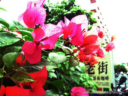 Rainy Day。 @強生與小吠的Hyper人蔘~ Rainy Day。