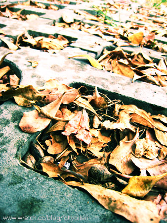 Rainy Day。 @強生與小吠的Hyper人蔘~ Rainy Day。