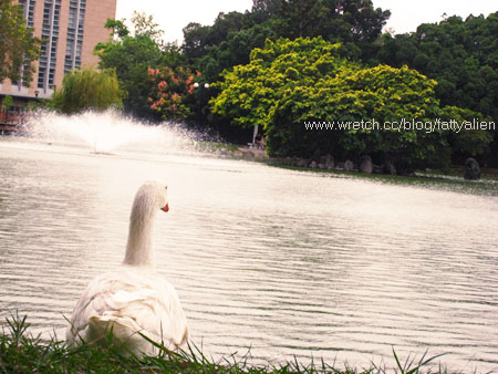 Rainy Day。 @強生與小吠的Hyper人蔘~ Rainy Day。