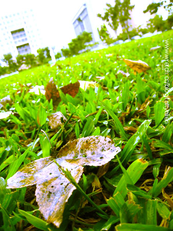 Rainy Day。 @強生與小吠的Hyper人蔘~ Rainy Day。