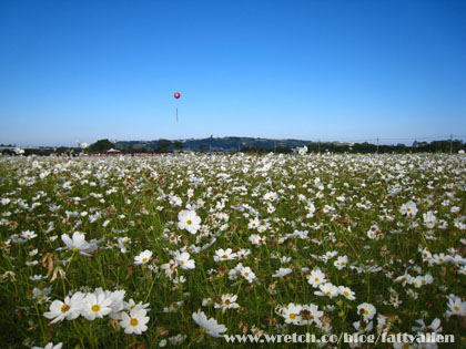 花賞‧2008新社花海節 @強生與小吠的Hyper人蔘~ 花賞‧2008新社花海節