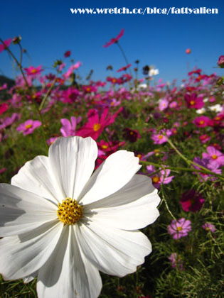 花賞‧2008新社花海節 @強生與小吠的Hyper人蔘~ 花賞‧2008新社花海節