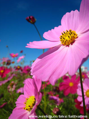 花賞‧2008新社花海節 @強生與小吠的Hyper人蔘~ 花賞‧2008新社花海節