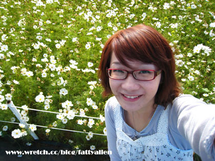 花賞‧2008新社花海節 @強生與小吠的Hyper人蔘~ 花賞‧2008新社花海節