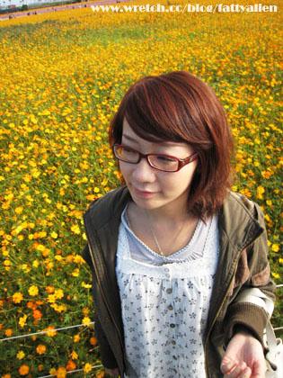 花賞‧2008新社花海節 @強生與小吠的Hyper人蔘~ 花賞‧2008新社花海節