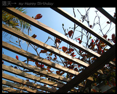 這天→my Happy Birthday。 @強生與小吠的Hyper人蔘~ 這天→my Happy Birthday。