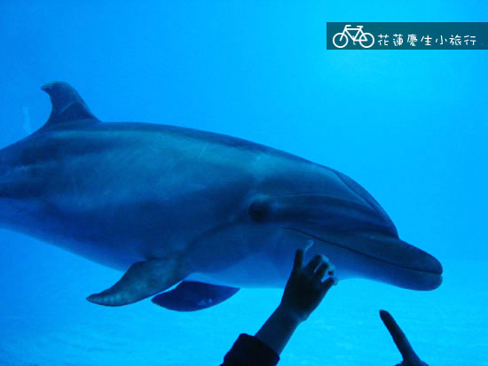 ╭花蓮慶生小旅行╮DAY2輕鬆玩 @強生與小吠的Hyper人蔘~ ╭花蓮慶生小旅行╮DAY2輕鬆玩