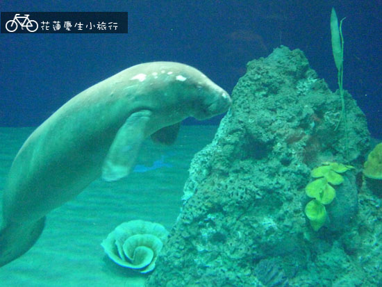 ╭花蓮慶生小旅行╮DAY2輕鬆玩 @強生與小吠的Hyper人蔘~ ╭花蓮慶生小旅行╮DAY2輕鬆玩