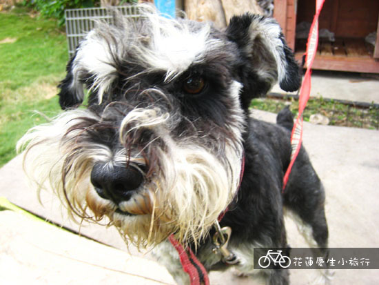 ╭花蓮慶生小旅行╮DAY2輕鬆玩 @強生與小吠的Hyper人蔘~ ╭花蓮慶生小旅行╮DAY2輕鬆玩